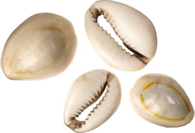 Cowrie shell. Indo-Pacific region. Undated.